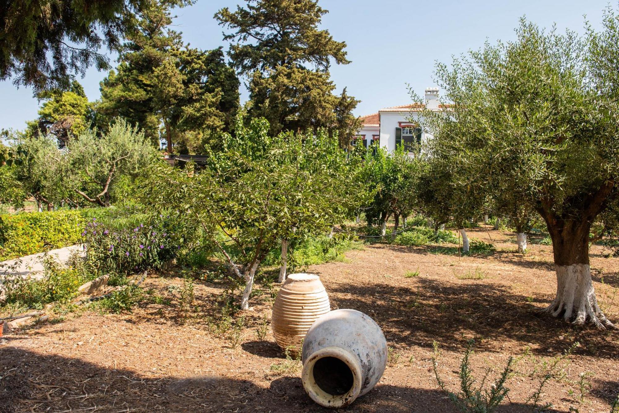 Calvocoressi Estate Chio Esterno foto